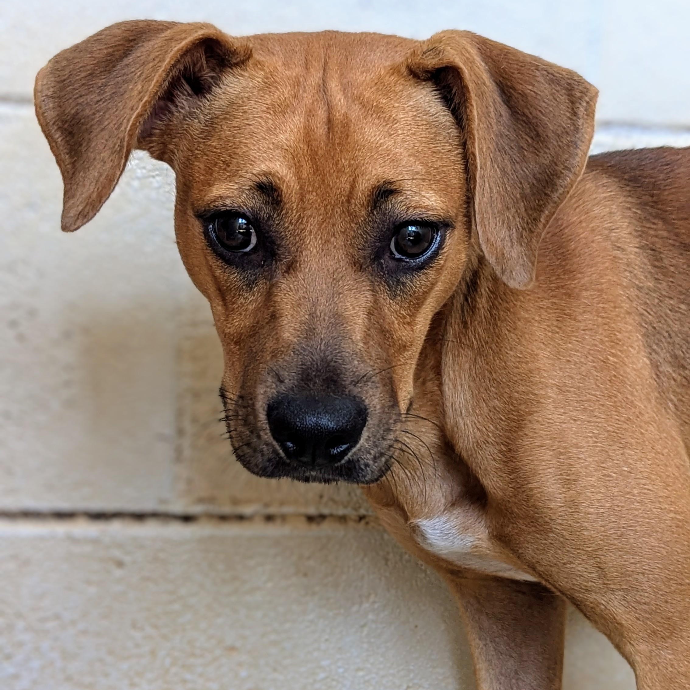 Leah, Adoptable, Young Female Hound & Black Mouth Cur.