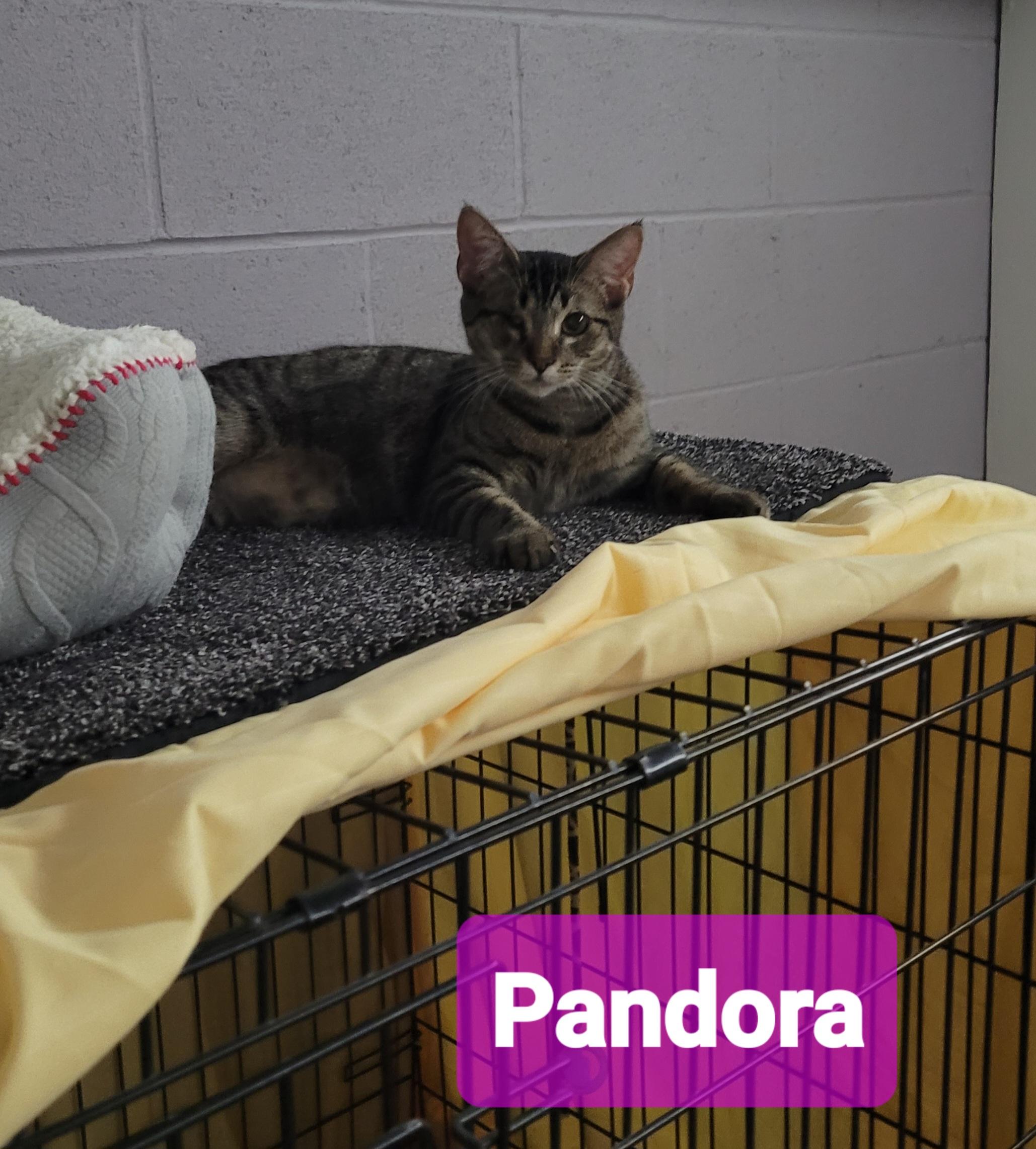 Enlarge Pandora, a ADOPTABLE American Shorthair in Mount Pleasant, SC image 2/2