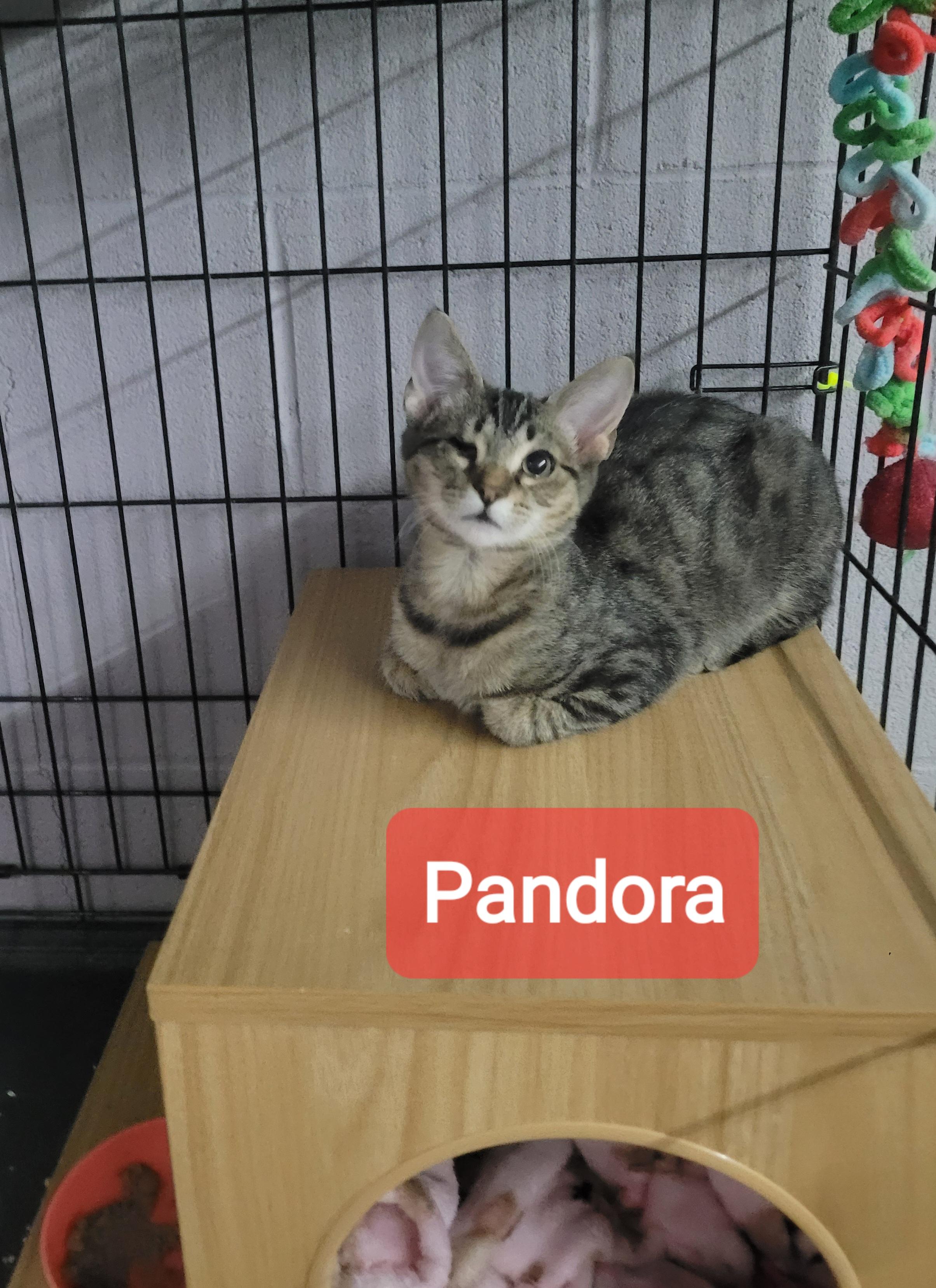 Enlarge Pandora, a ADOPTABLE American Shorthair in Mount Pleasant, SC image 1/1