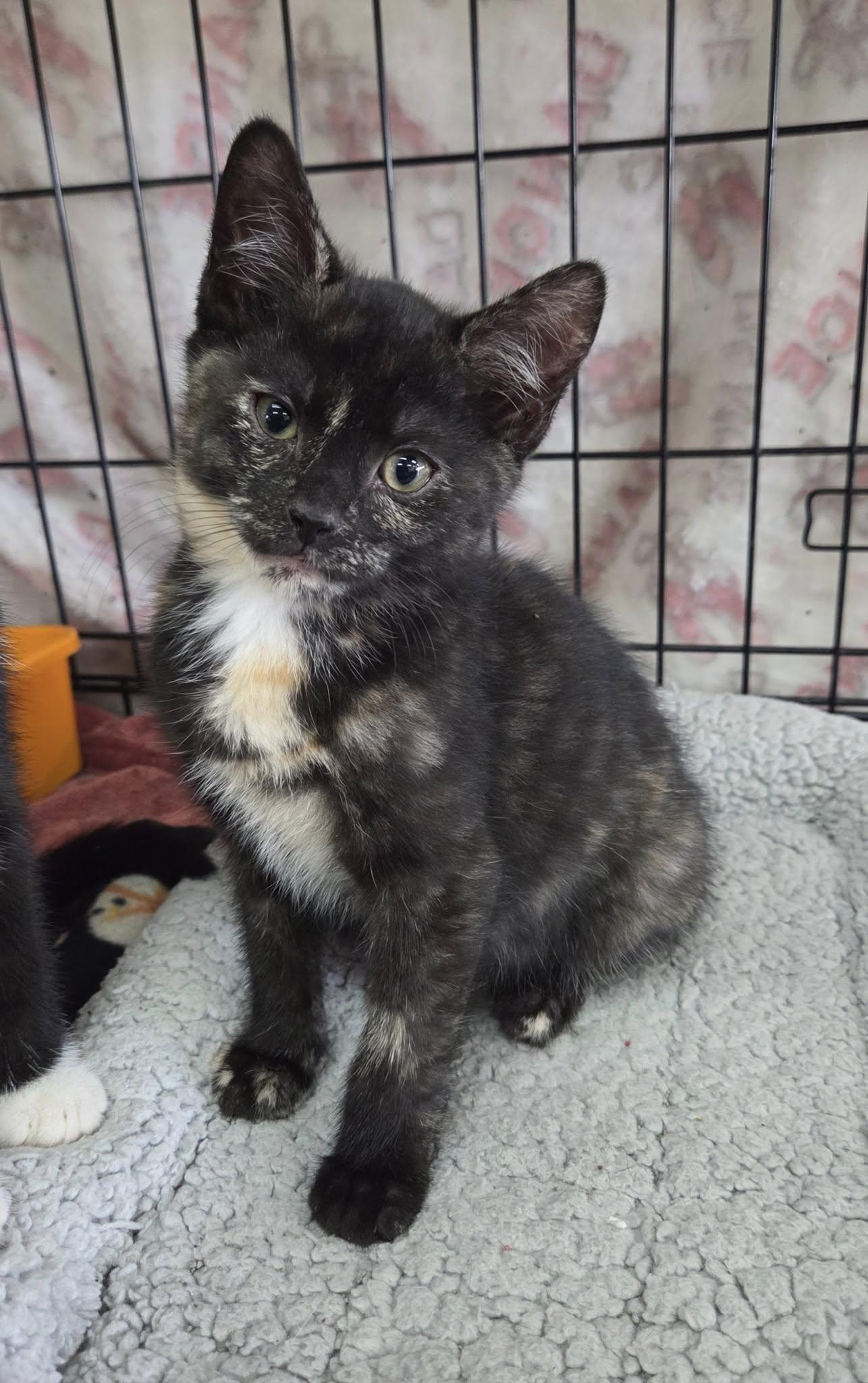 Torti mix Kitten, Young Female Tortoiseshell