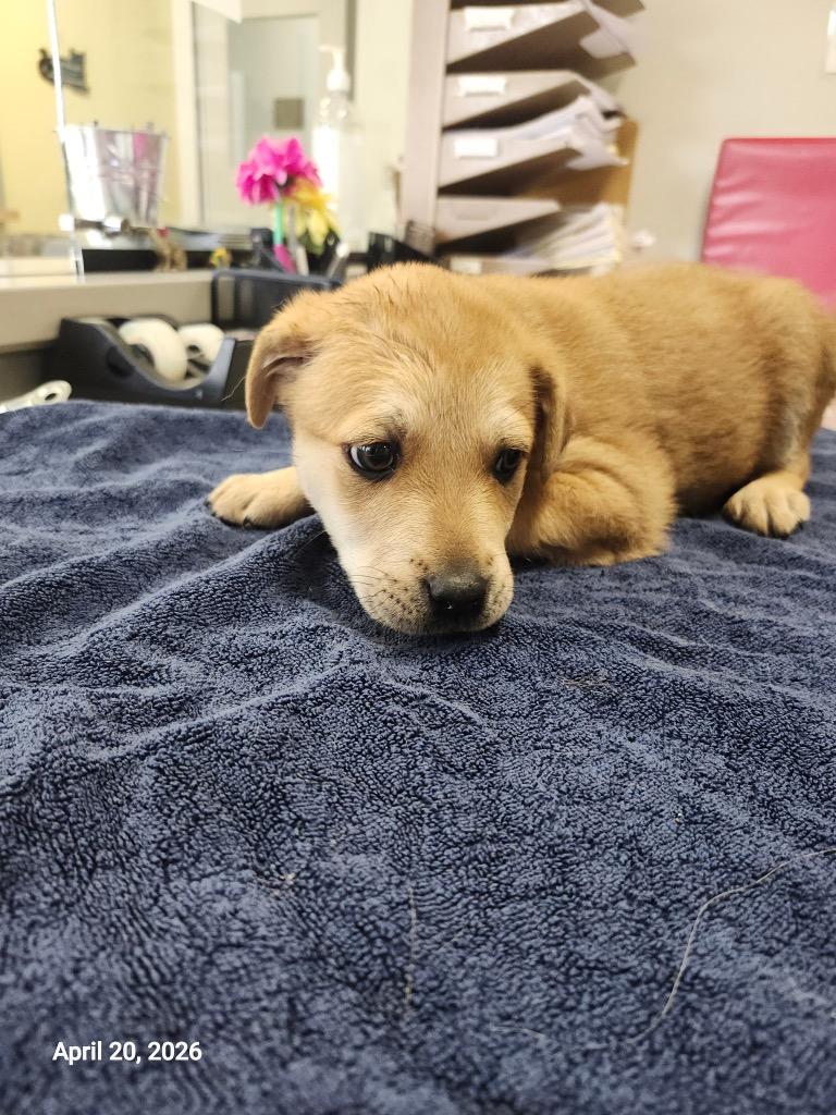 Odyssey, Adoptable, Puppy Female Mixed Breed.