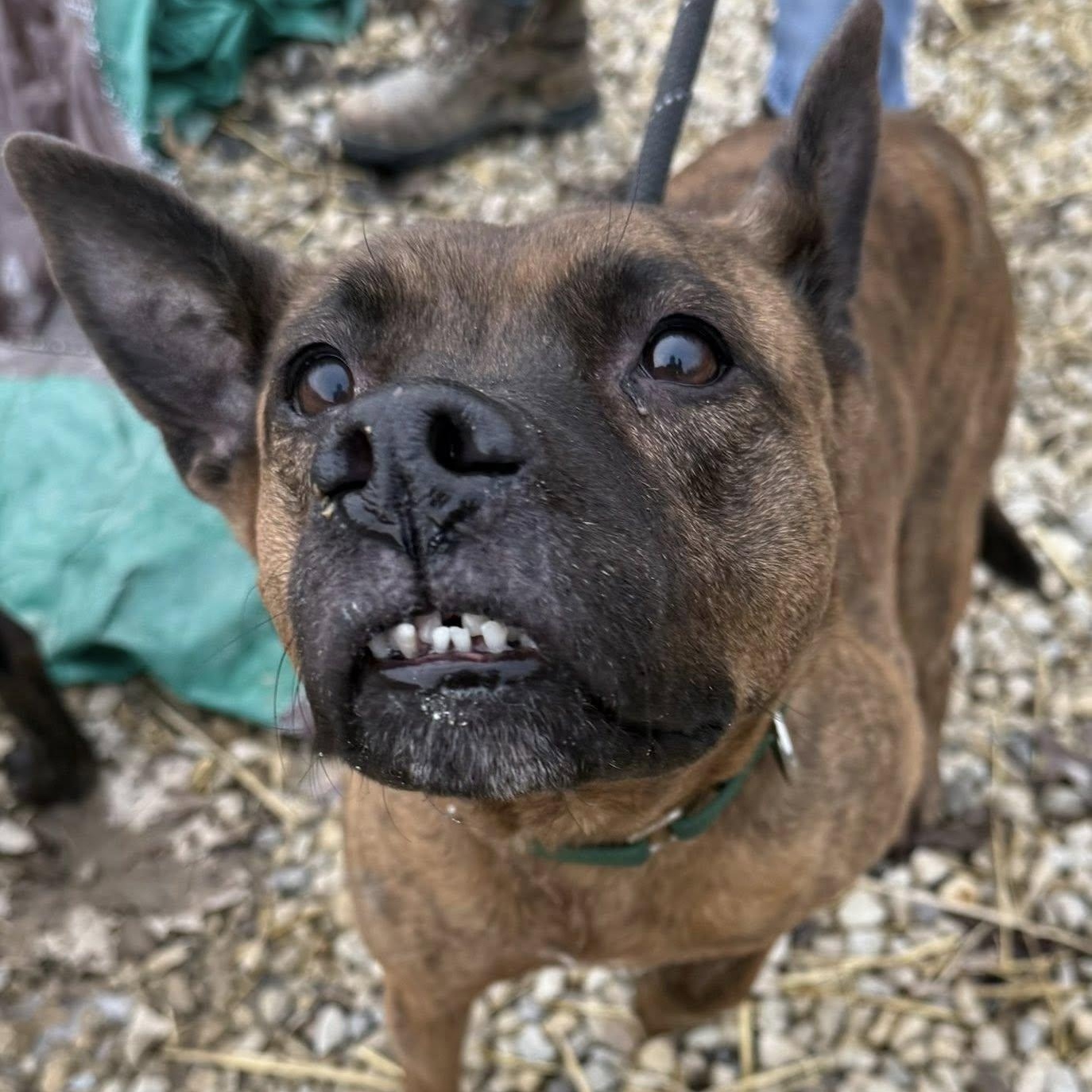 Molly — thumbnail 2