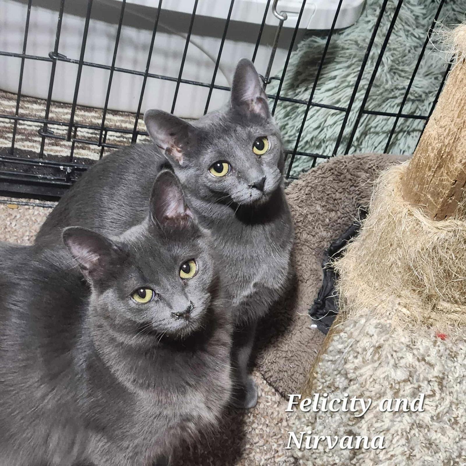 Enlarge Nirvana, a Adoptable Domestic Short Hair in Detroit Lakes, MN image 1/3