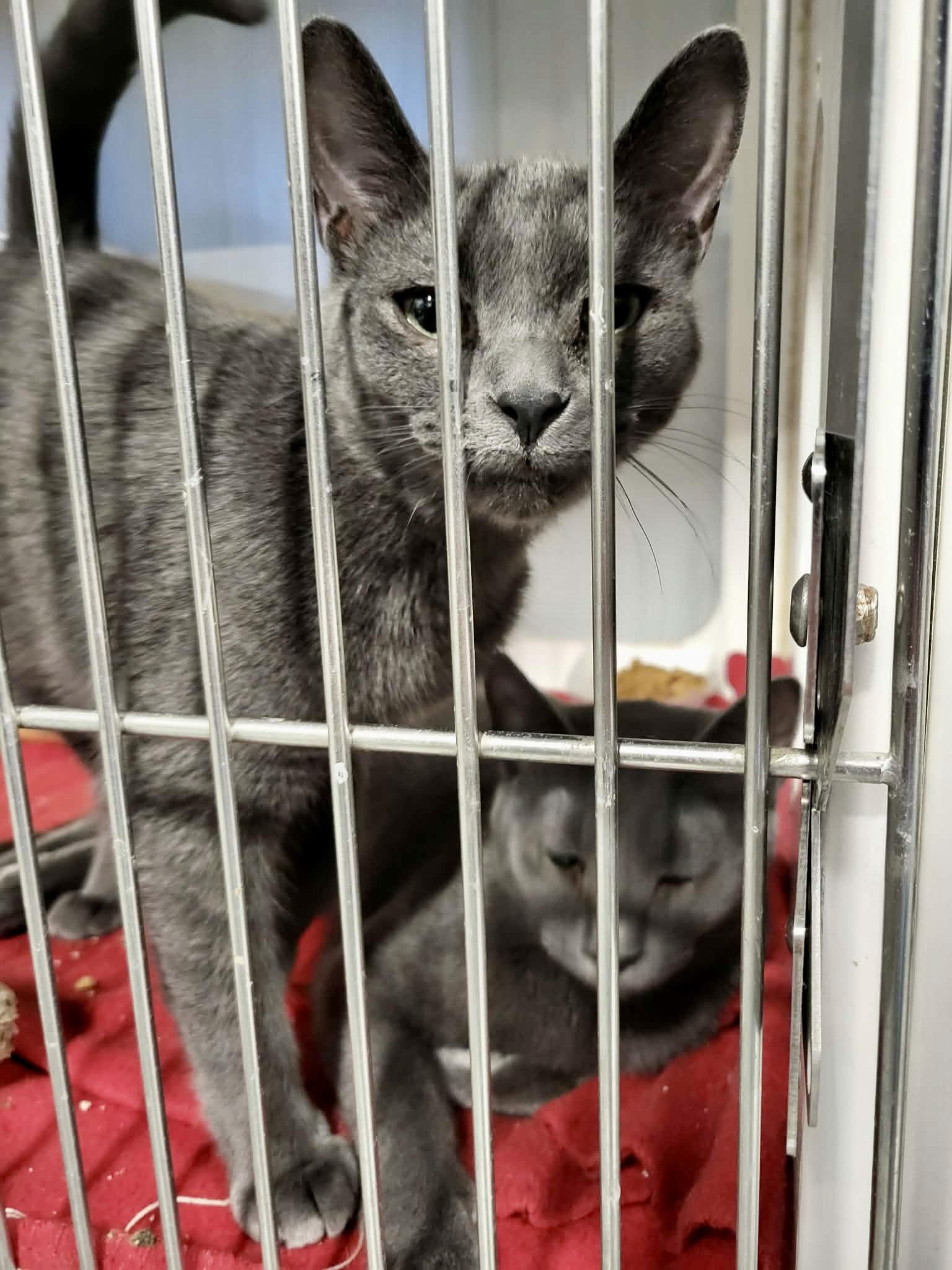 Enlarge Nirvana, a Adoptable Domestic Short Hair in Detroit Lakes, MN image 2/3