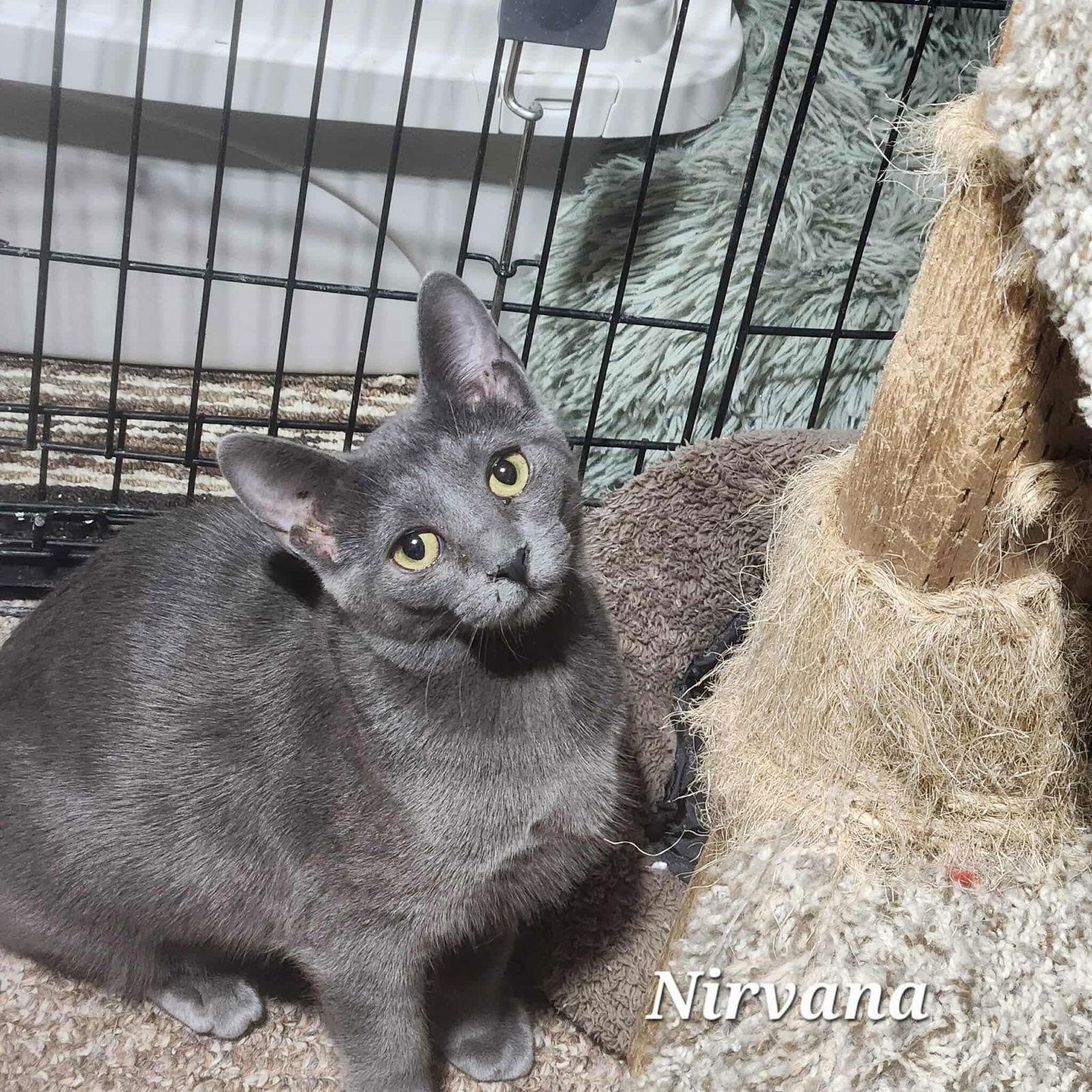 Enlarge Nirvana, a Adoptable Domestic Short Hair in Detroit Lakes, MN image 3/3