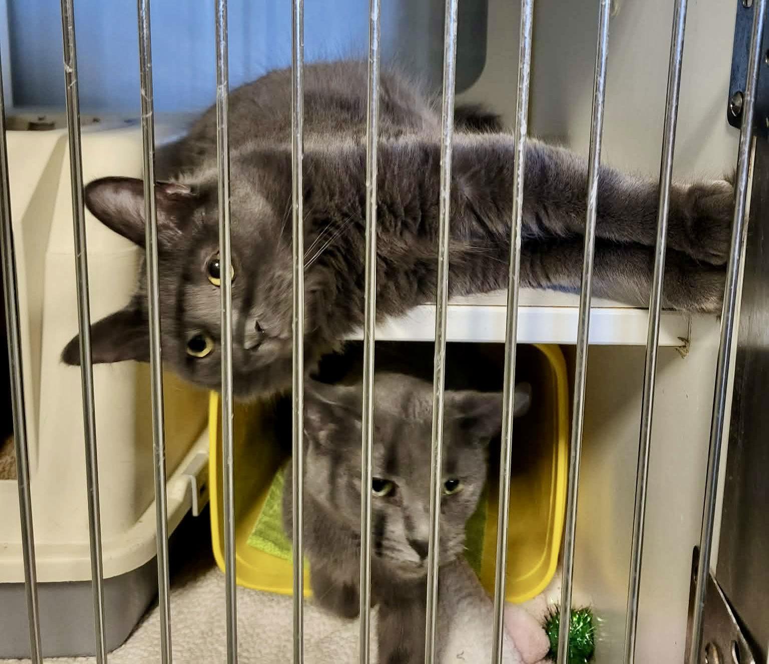 Enlarge Nirvana, a Adoptable Domestic Short Hair in Detroit Lakes, MN image 3/3