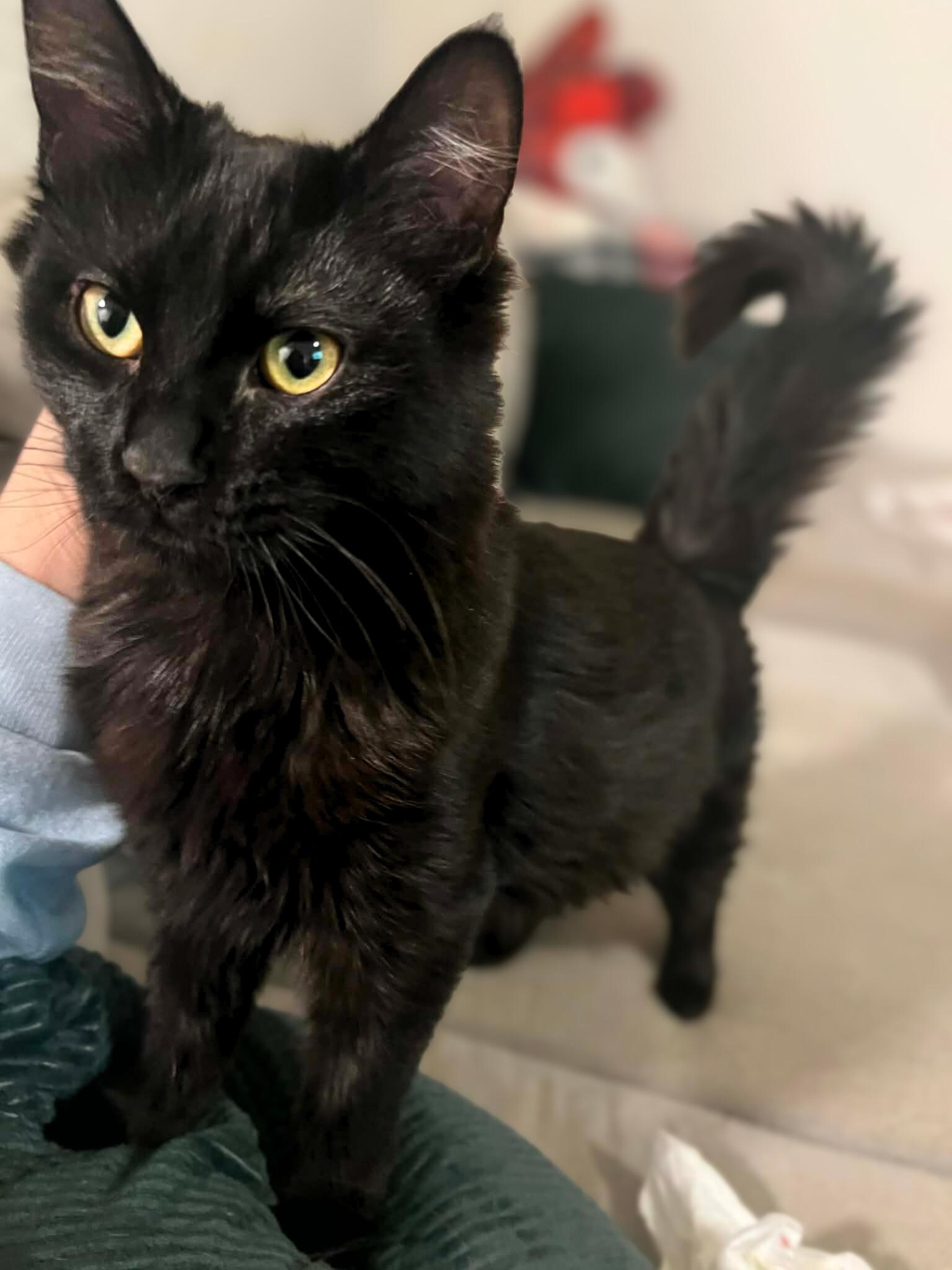 Luna, ADOPTABLE, Kitten Female Domestic Medium Hair.