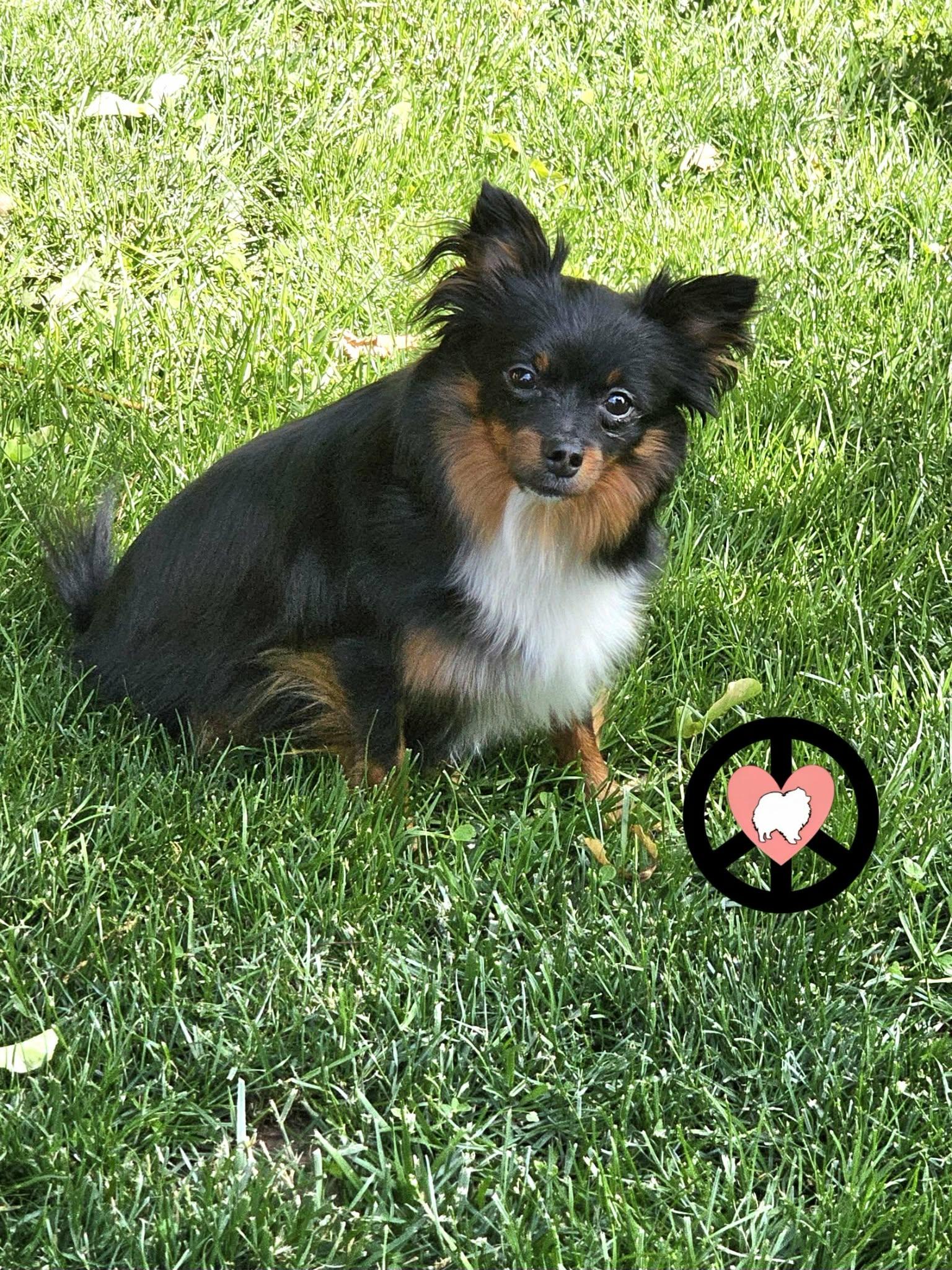 Luna Lee, Adoptable, Young Female Pomeranian & Jack Russell Terrier.