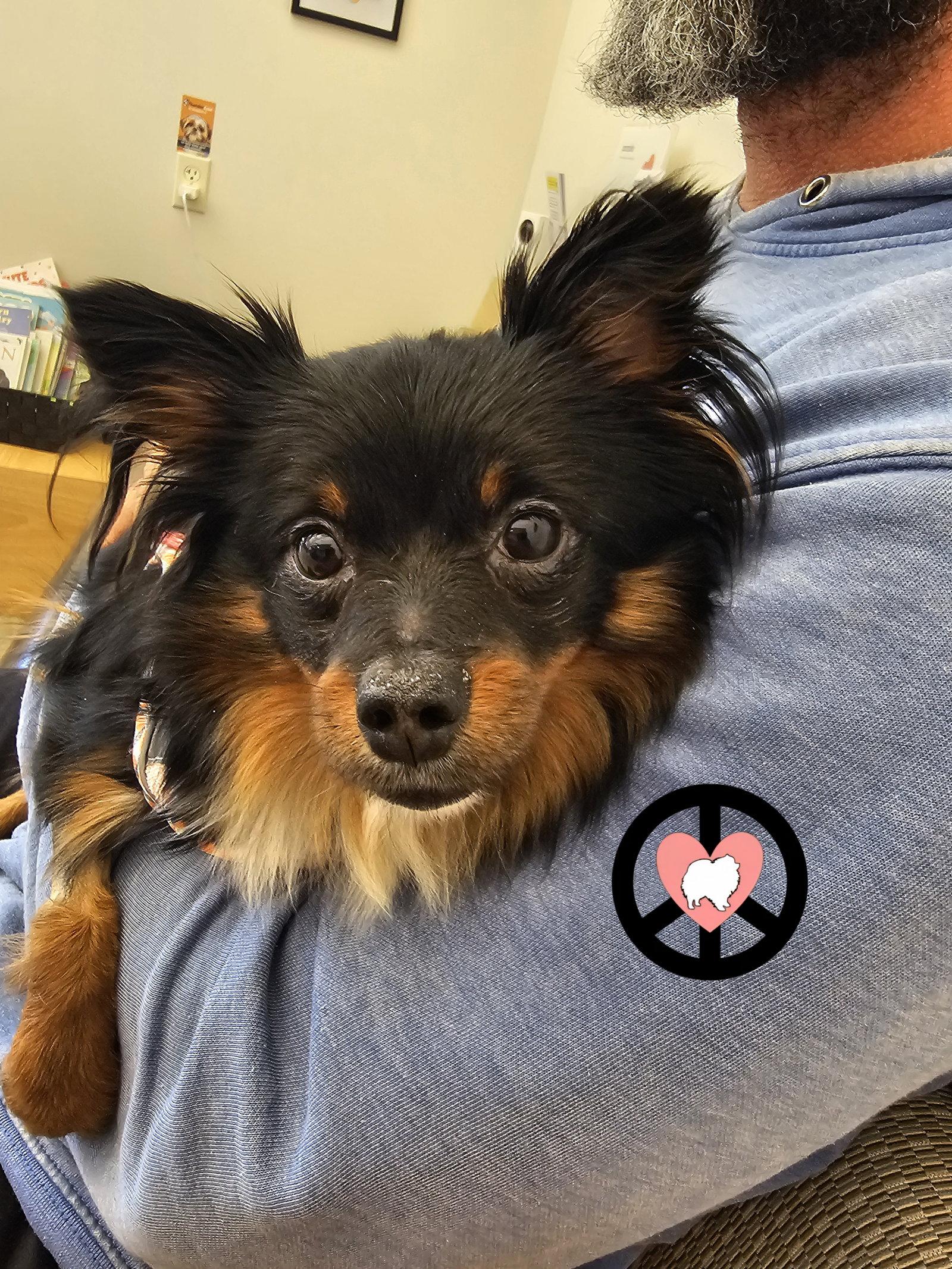 Enlarge Luna Lee, a Adoptable mixed breed in Lebanon, PA image 2/3