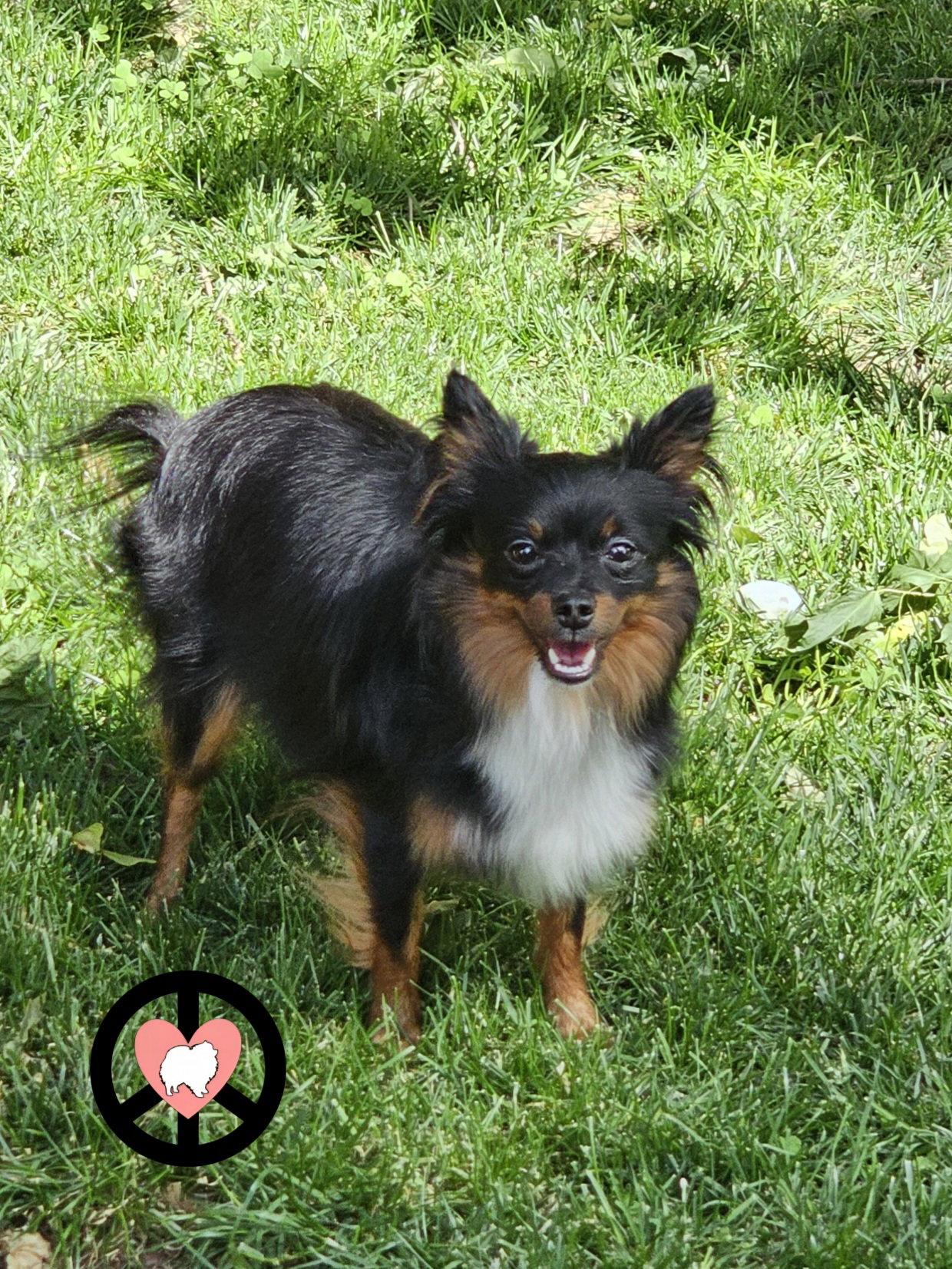 Enlarge Luna Lee, a Adoptable mixed breed in Lebanon, PA image 3/3