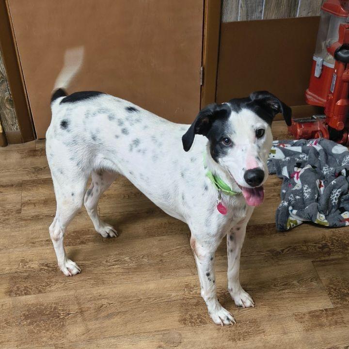 Dippin Dots-Tulsa, OK, Adoptable, Young Male Dalmatian.