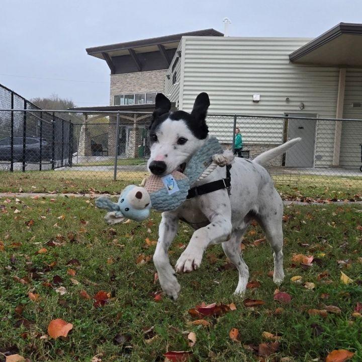 Dippin Dots-Tulsa, OK, a Adoptable Dalmatian in Tulsa, OK image 2/5