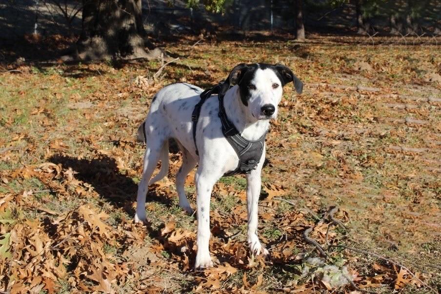 Dippin Dots-Tulsa, OK, a Adoptable Dalmatian in Tulsa, OK image 4/5