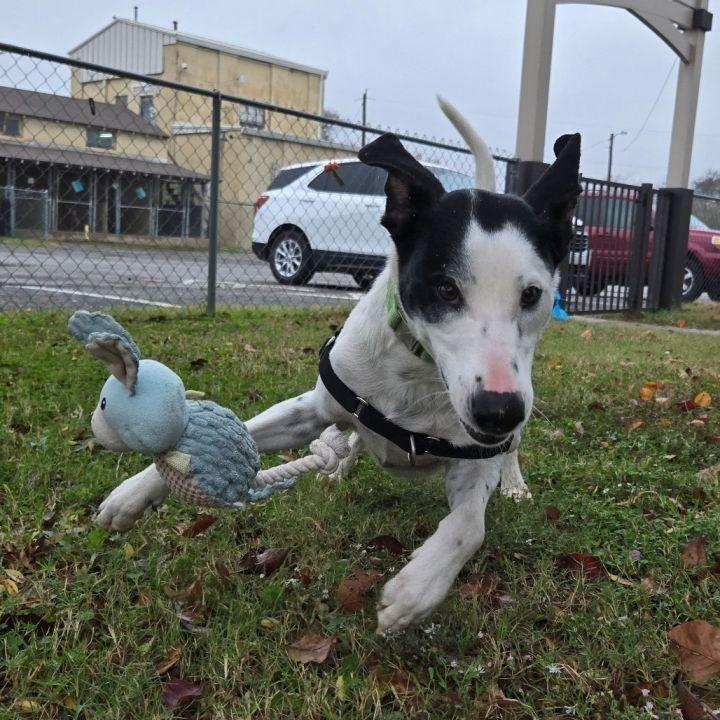 Dippin Dots-Tulsa, OK, a Adoptable Dalmatian in Tulsa, OK image 5/5