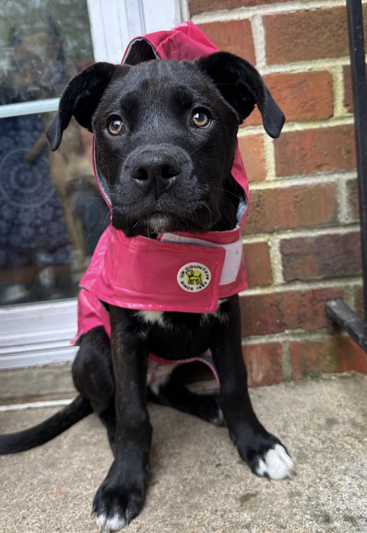 Macaroon, Adoptable, Puppy Female Boxer & Pit Bull Terrier.