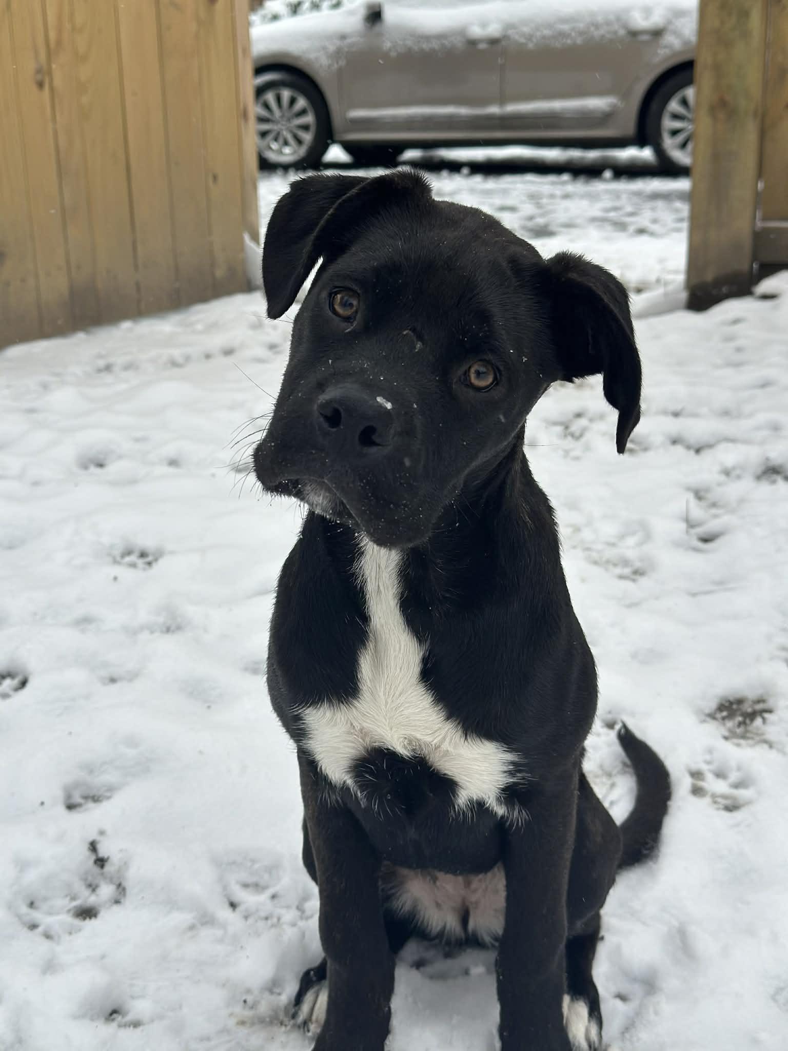 Enlarge Macaroon, a Adoptable mixed breed in Richmond, VA image 3/5