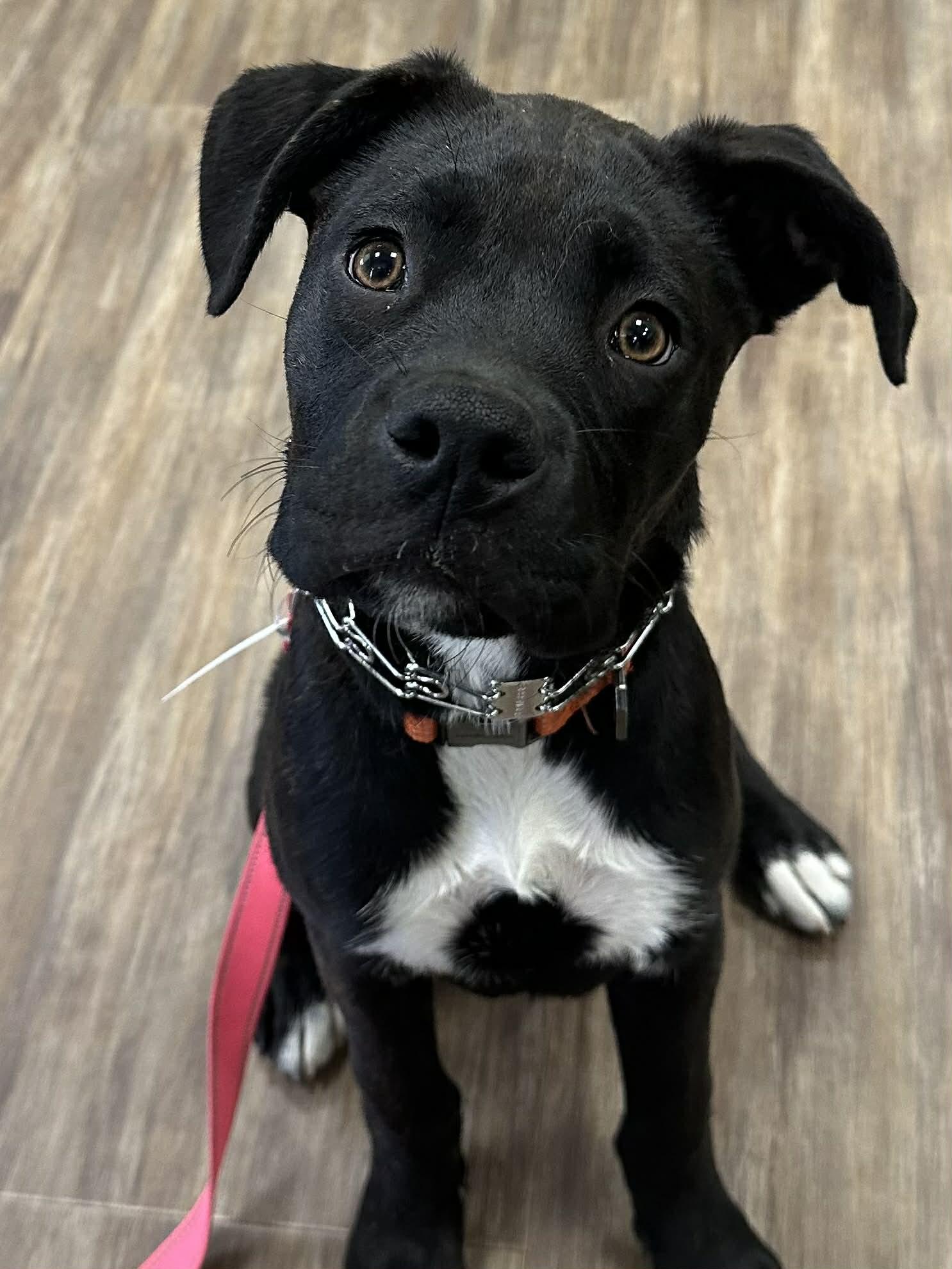 Enlarge Macaroon, a Adoptable mixed breed in Richmond, VA image 4/5