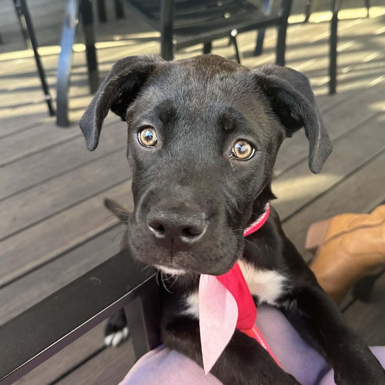 Enlarge Macaroon, a Adoptable mixed breed in Richmond, VA image 2/5