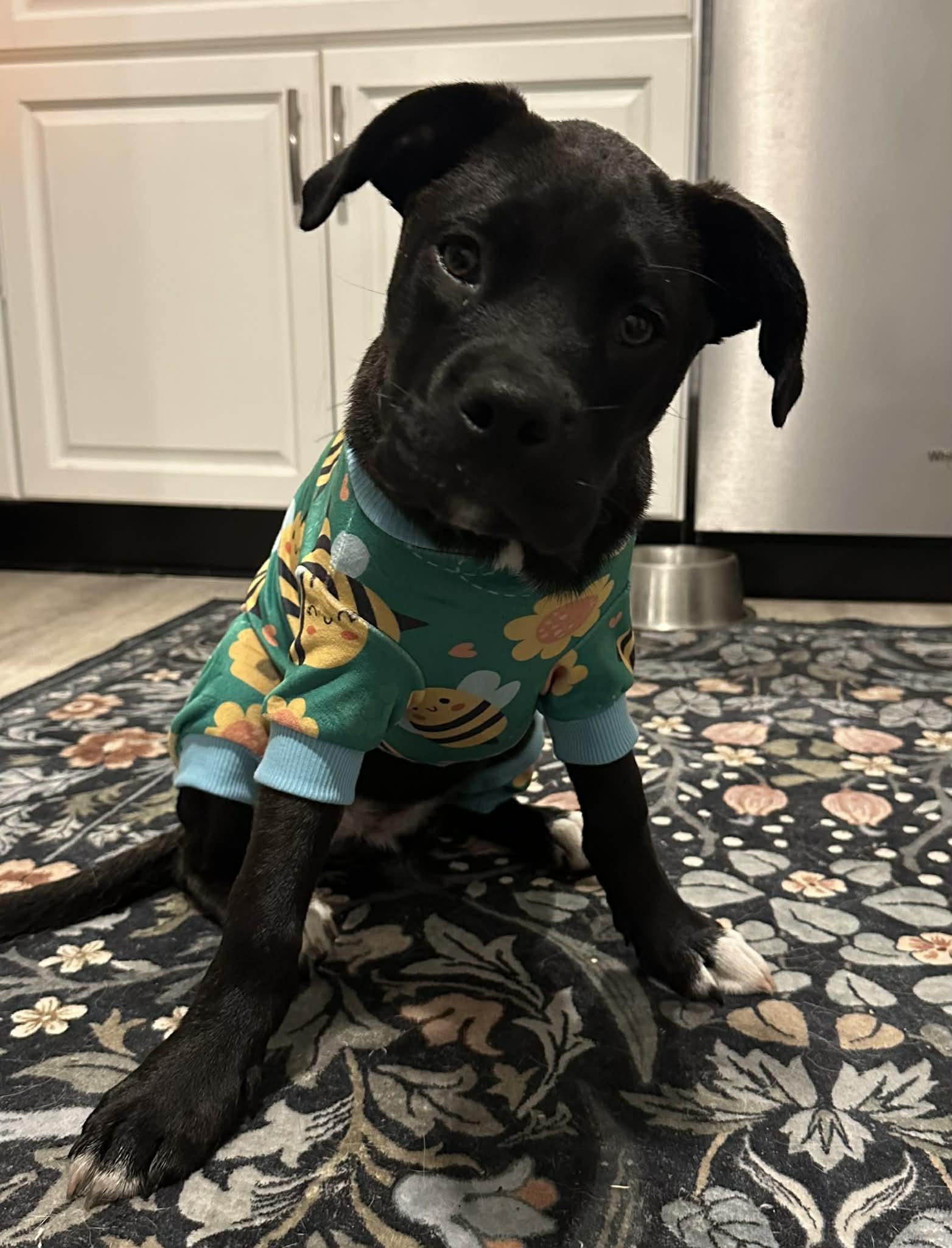 Enlarge Macaroon, a Adoptable mixed breed in Richmond, VA image 5/5