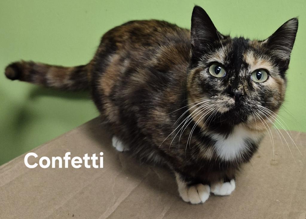 Enlarge Confetti, a Adopted mixed breed in Kendallville, IN image 1/1