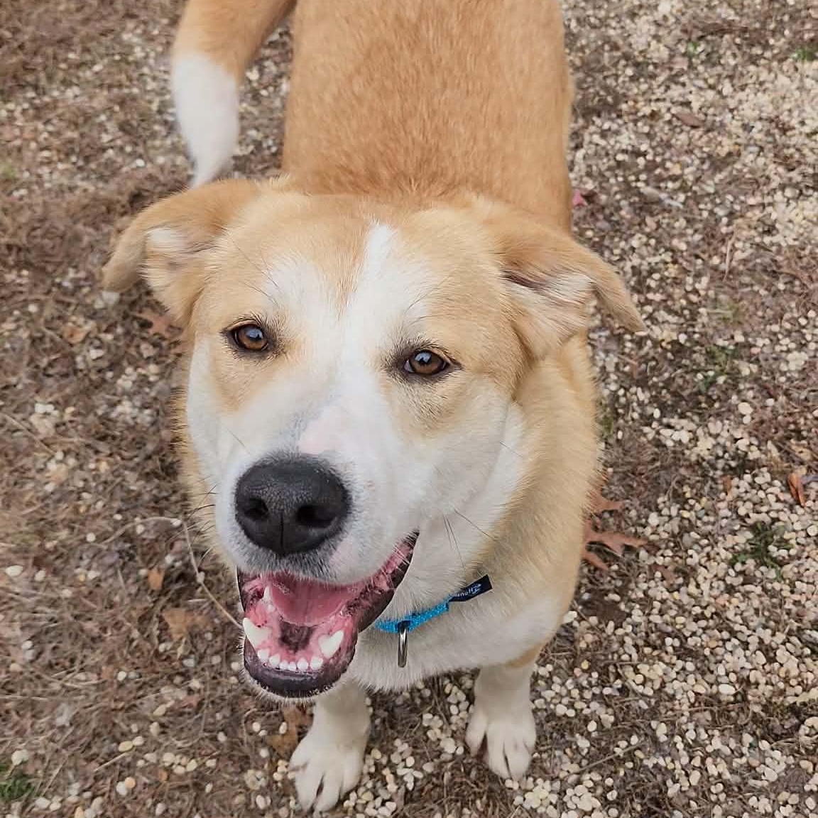 Enlarge Kenji, a ADOPTABLE mixed breed in AQUEBOGUE, NY image 2/6