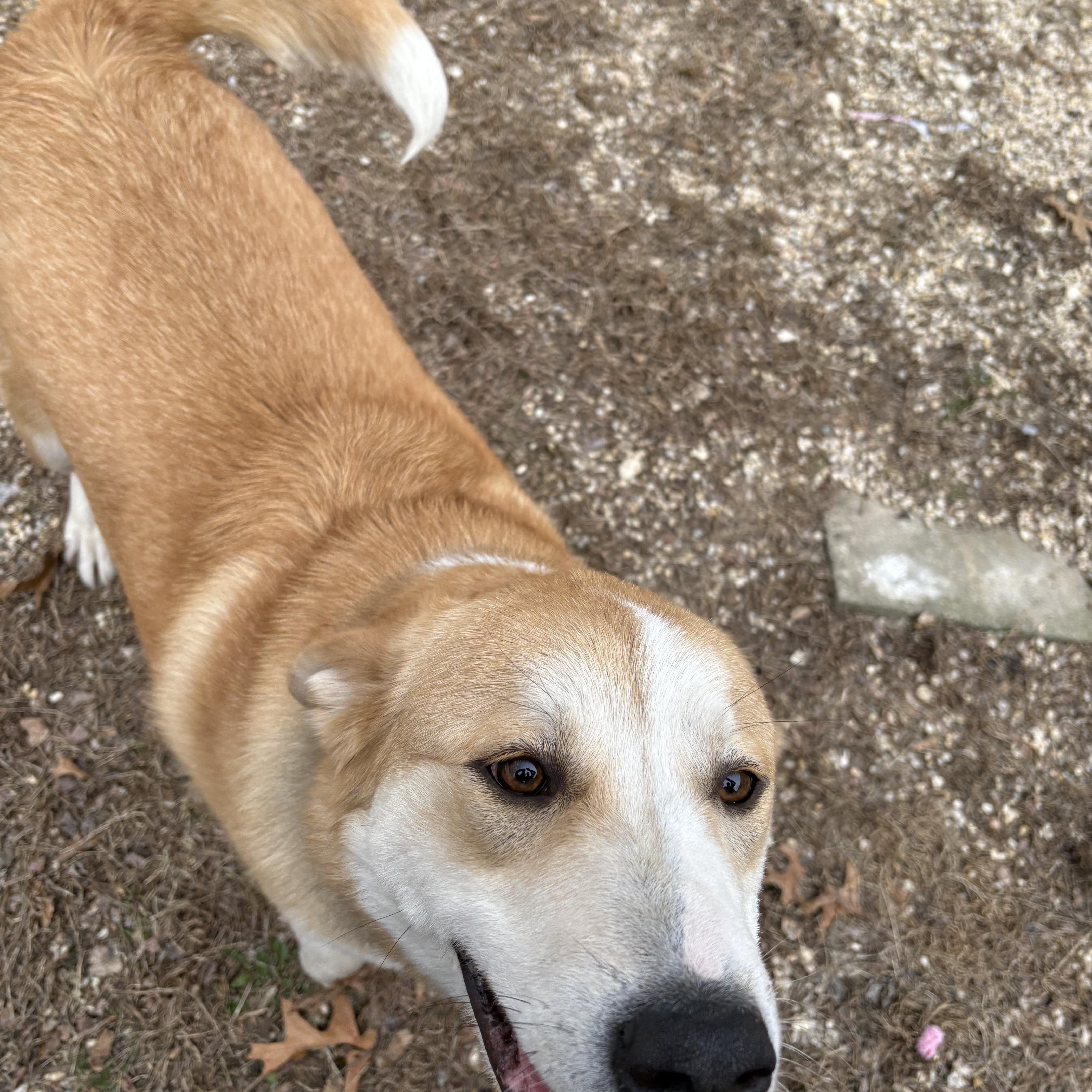 Enlarge Kenji, a ADOPTABLE mixed breed in AQUEBOGUE, NY image 5/6