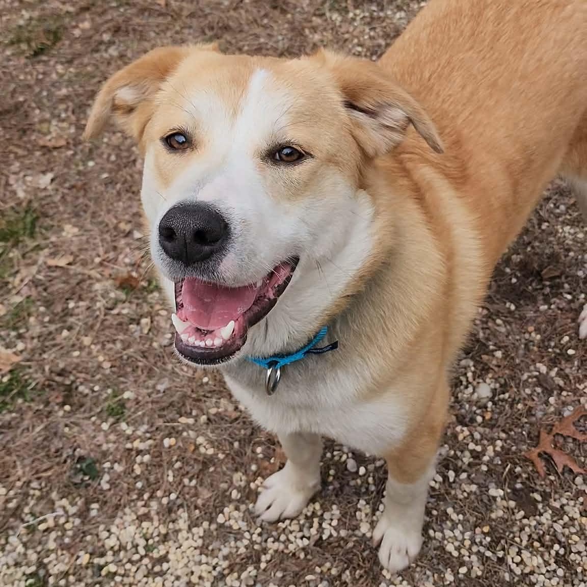 Enlarge Kenji, a ADOPTABLE mixed breed in AQUEBOGUE, NY image 1/6