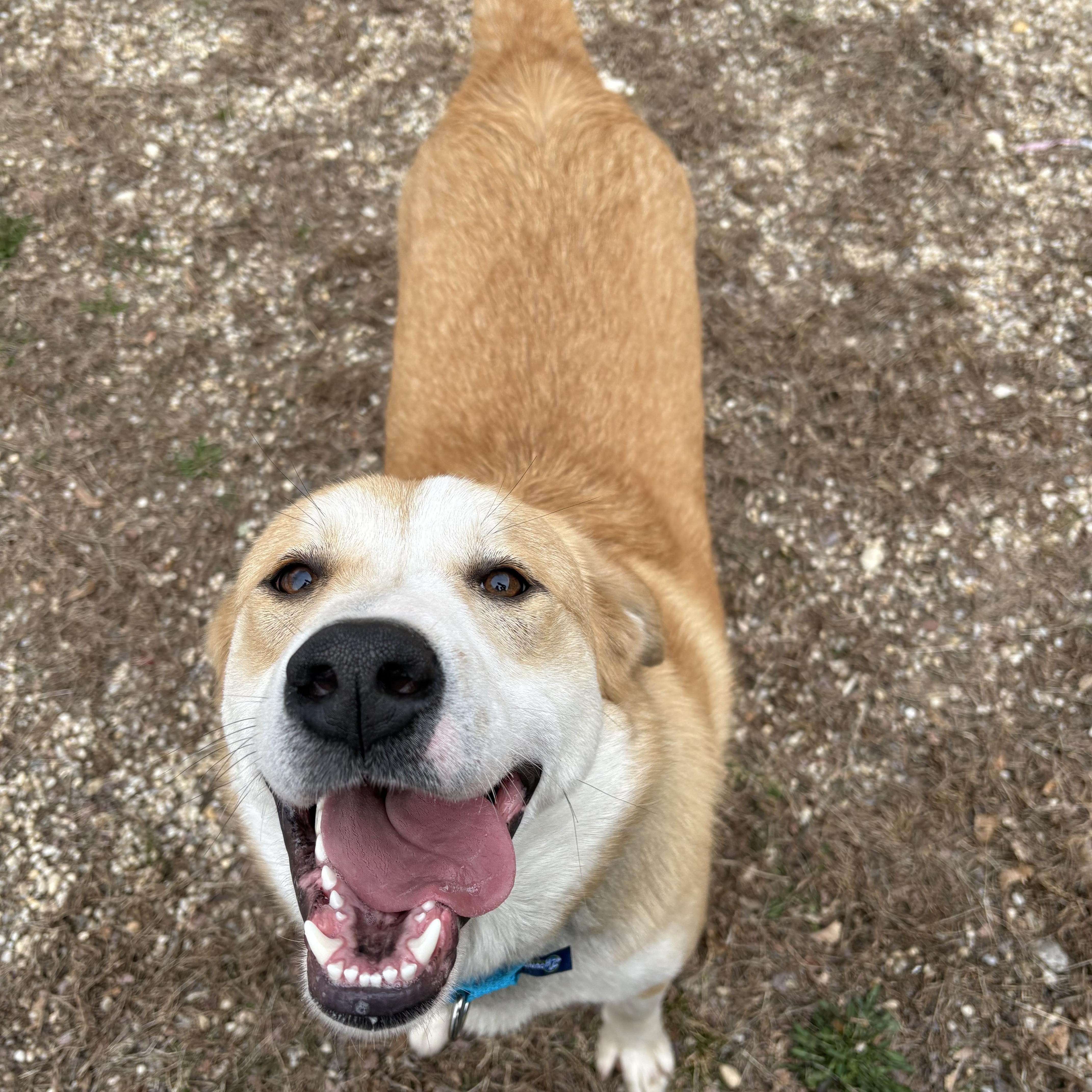 Enlarge Kenji, a ADOPTABLE mixed breed in AQUEBOGUE, NY image 3/6