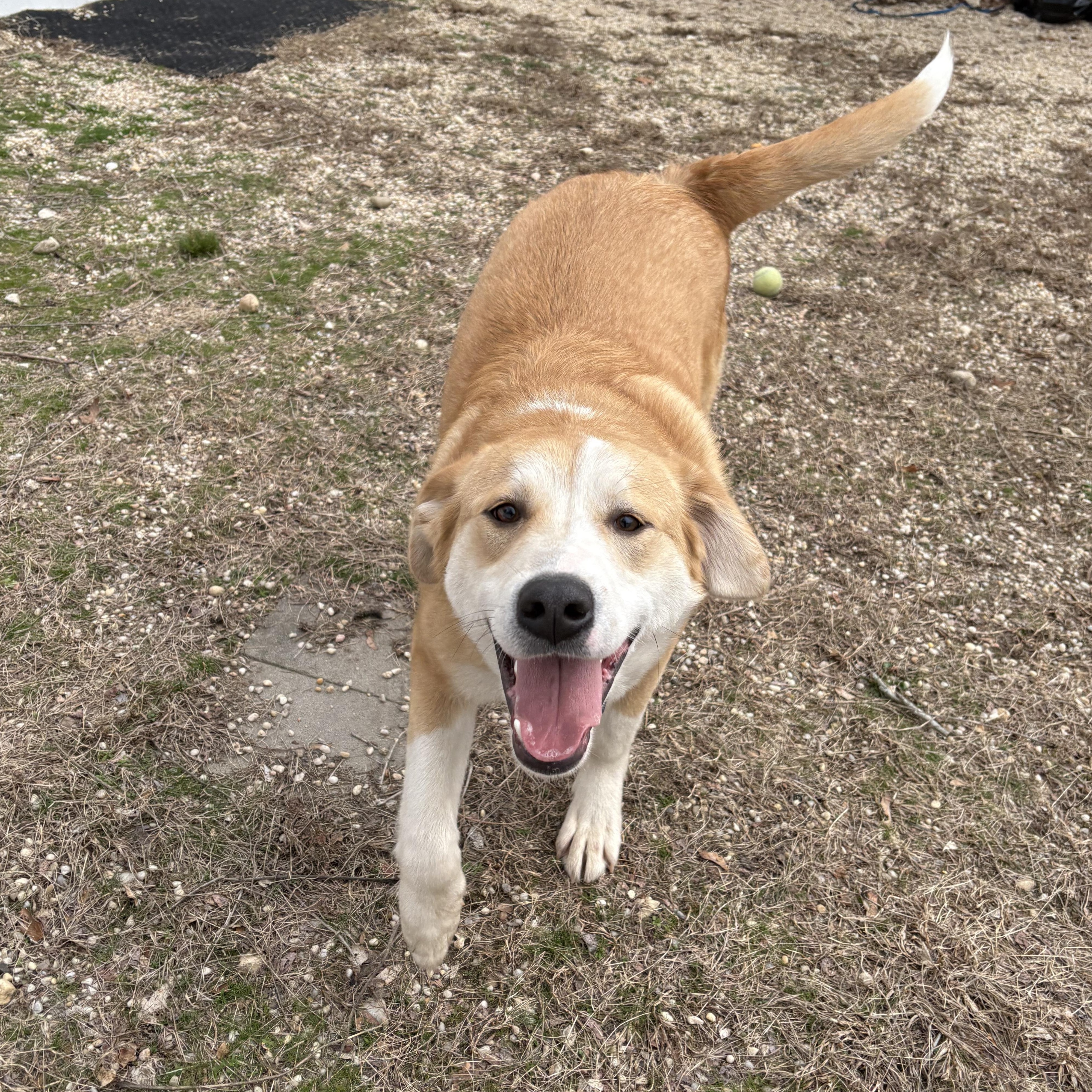 Enlarge Kenji, a ADOPTABLE mixed breed in AQUEBOGUE, NY image 4/6