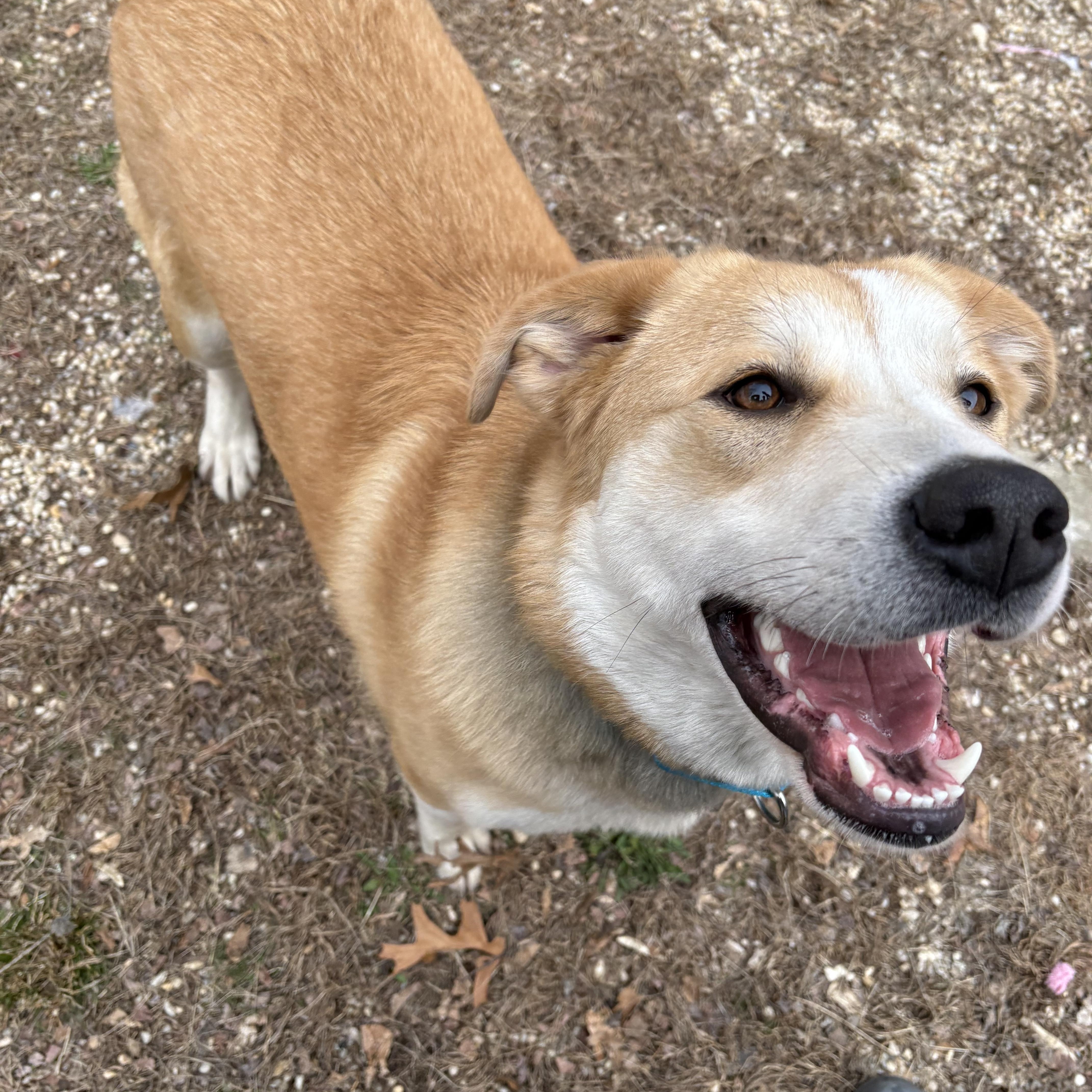 Enlarge Kenji, a ADOPTABLE mixed breed in AQUEBOGUE, NY image 6/6