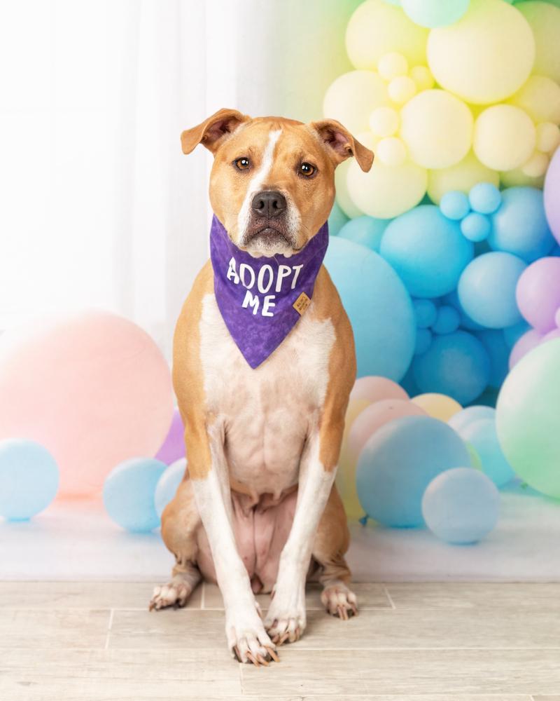 Nebi, Adoptable, Adult Female Pit Bull Terrier & American Staffordshire Terrier.