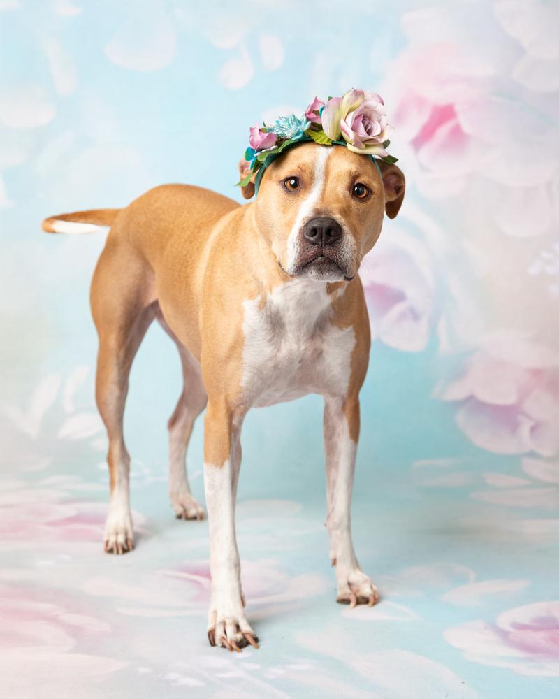 Nebi, a Adoptable mixed breed in Frisco, TX image 2/6