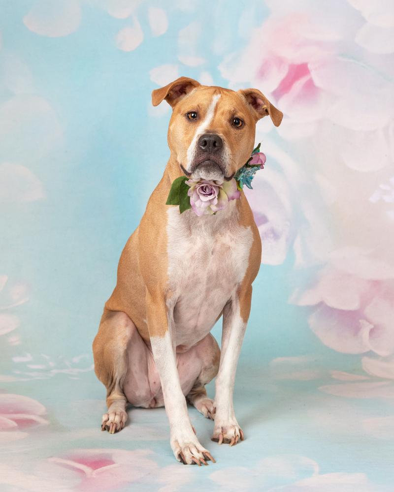 Nebi, a Adoptable mixed breed in Frisco, TX image 3/6