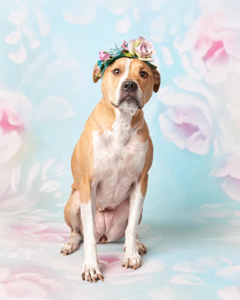 Nebi, a Adoptable mixed breed in Frisco, TX image 4/6