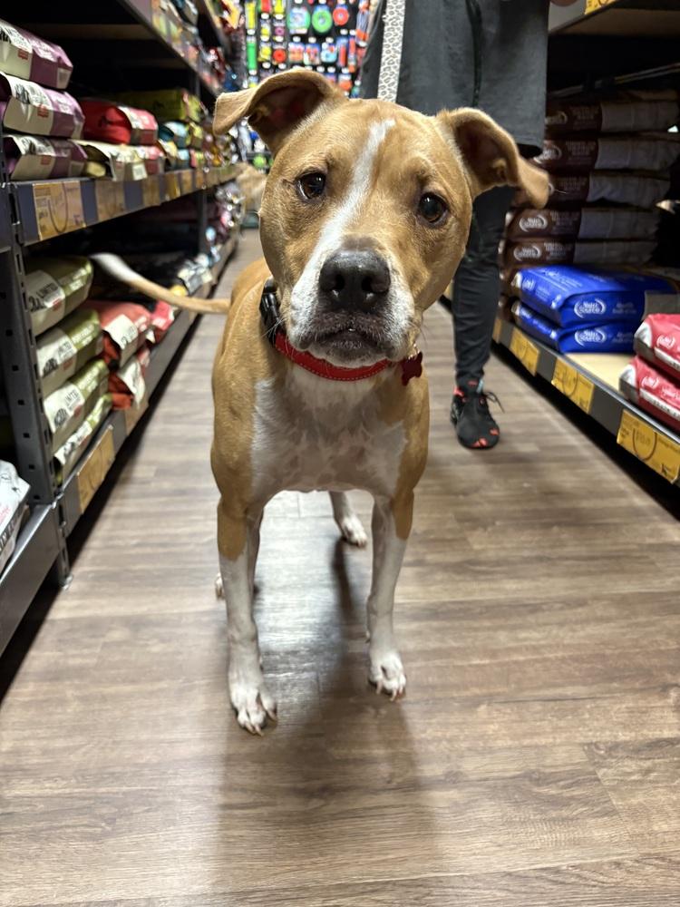 Nebi, a Adoptable mixed breed in Frisco, TX image 5/6