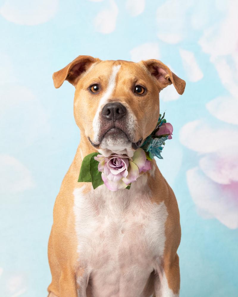 Nebi, a Adoptable mixed breed in Frisco, TX image 6/6