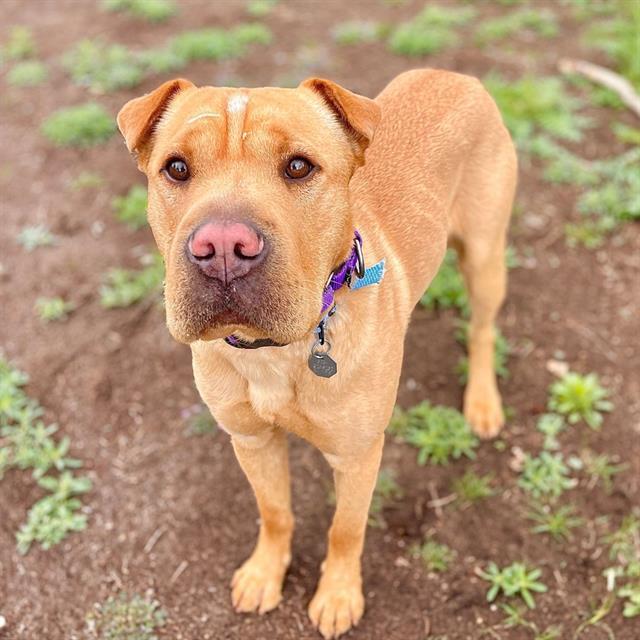 MEATBALL, Adoptable, Young Male Shar-Pei & Mixed Breed.
