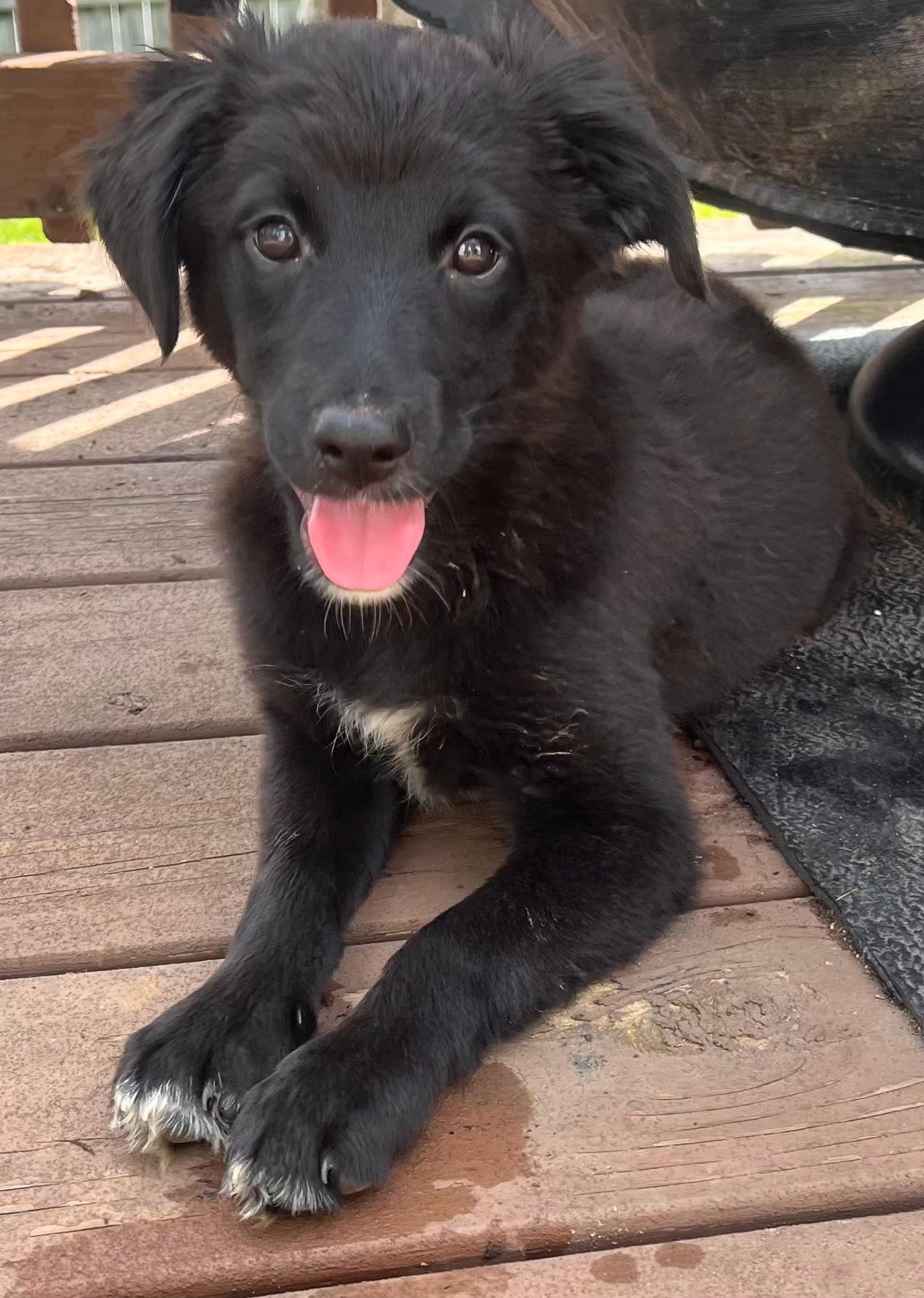 Enlarge PUPPY RUTHANN, a Adopted mixed breed in Franklin, TN image 1/3
