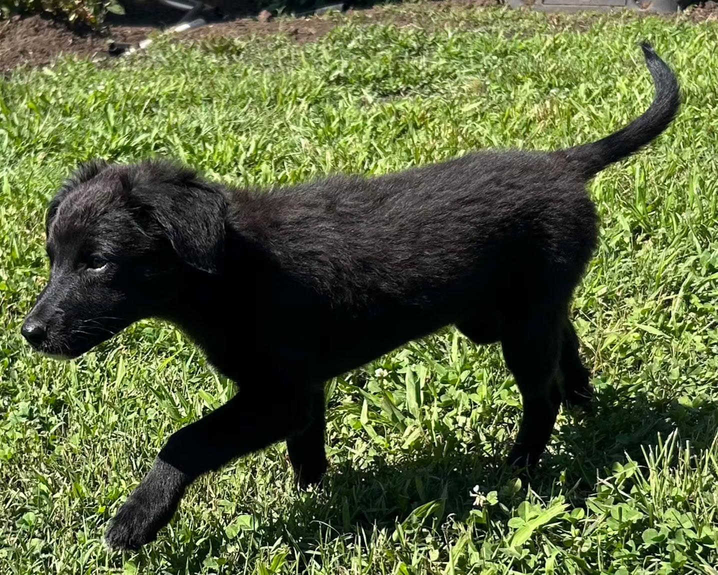 Enlarge PUPPY RUTHANN, a Adopted mixed breed in Franklin, TN image 2/3