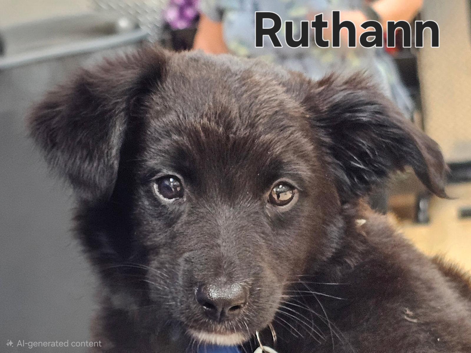 Enlarge PUPPY RUTHANN, a Adopted mixed breed in Franklin, TN image 3/3