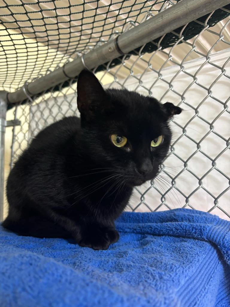 Raven Symone, Adoptable, Young Female Domestic Short Hair.