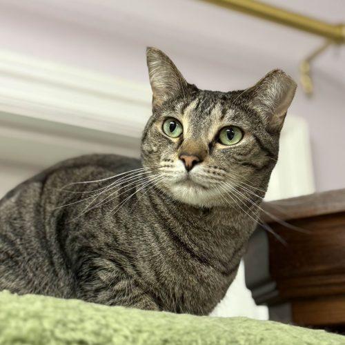 Enlarge Wilma, a Adoptable mixed breed in Knoxville, TN image 1/5