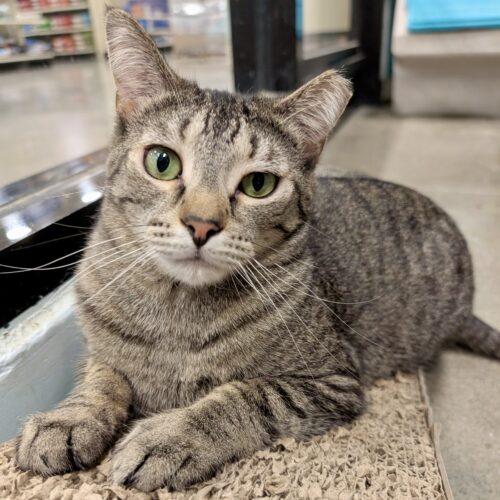 Enlarge Wilma, a Adoptable mixed breed in Knoxville, TN image 2/5