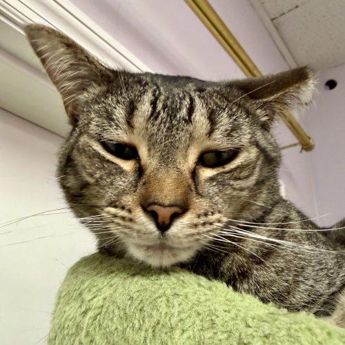 Enlarge Wilma, a Adoptable mixed breed in Knoxville, TN image 3/5