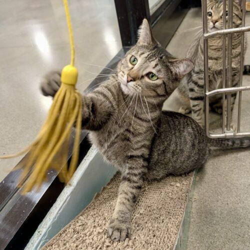 Enlarge Wilma, a Adoptable mixed breed in Knoxville, TN image 4/5