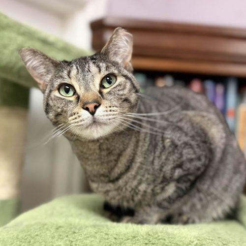 Wilma, a Adoptable mixed breed in Knoxville, TN image 5/6