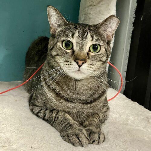 Enlarge Wilma, a Adoptable mixed breed in Knoxville, TN image 5/5