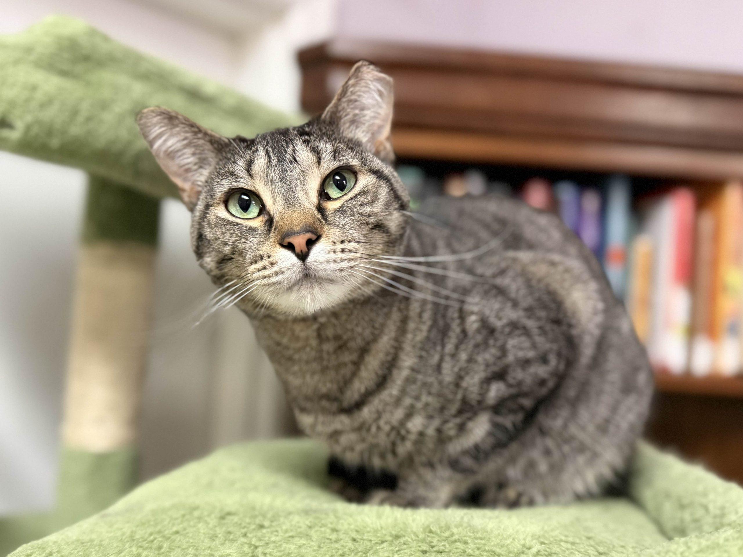 Wilma, a Adoptable mixed breed in Knoxville, TN image 6/6