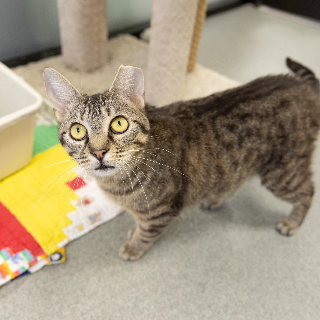 Cosmic Brownie, Adoptable, Adult Female Domestic Short Hair.