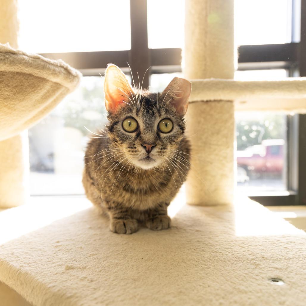 Cosmic Brownie, a Adoptable Domestic Short Hair in Gainesville, FL image 2/2